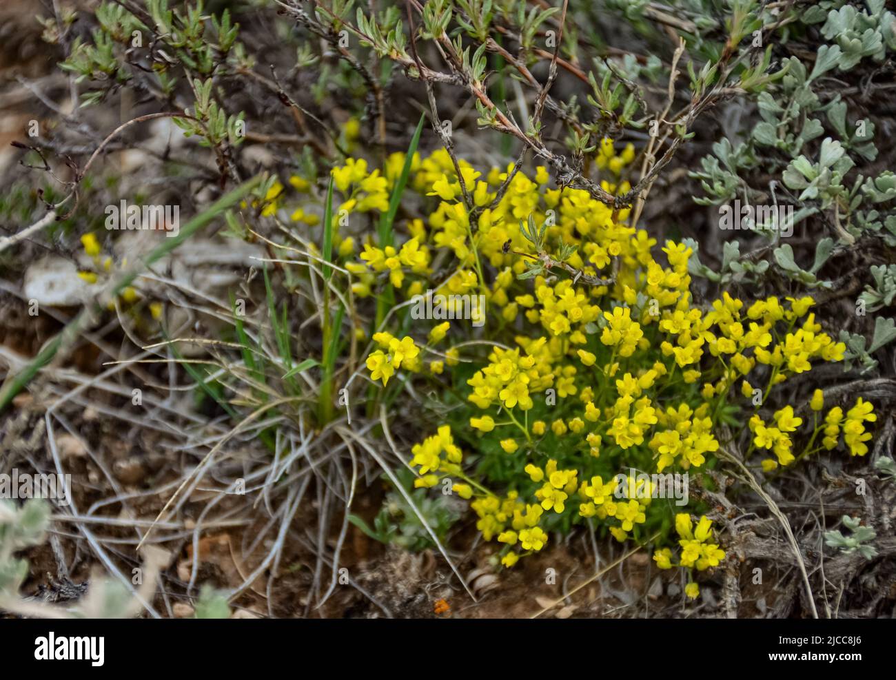 Wild plants and flowers, flora of the state of Utah, USA Stock Photo