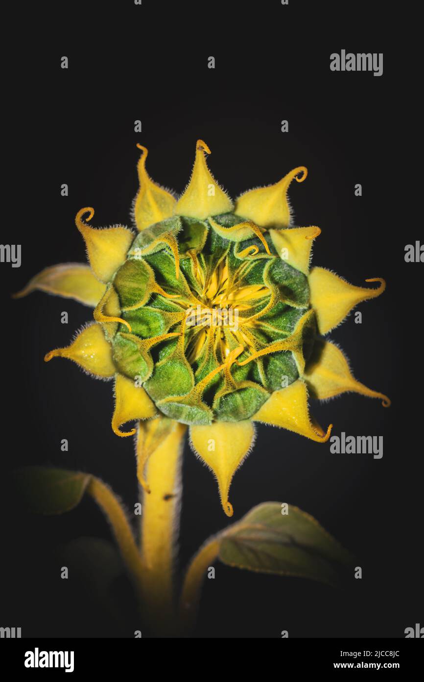 Yellow common sunflower (Helianthus annuus) plant, Uganda, Africa Stock Photo