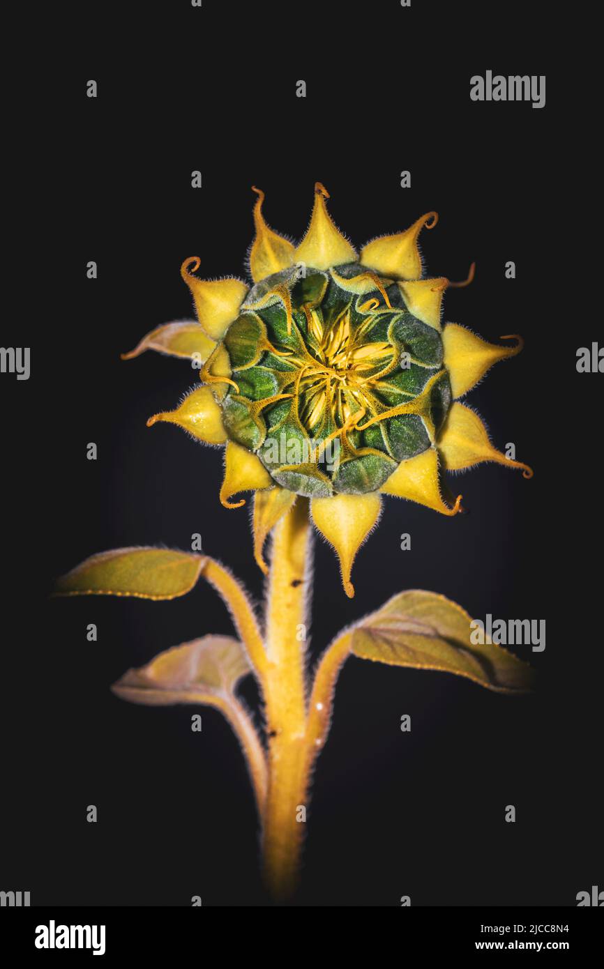 Yellow common sunflower (Helianthus annuus) plant, Uganda, Africa Stock