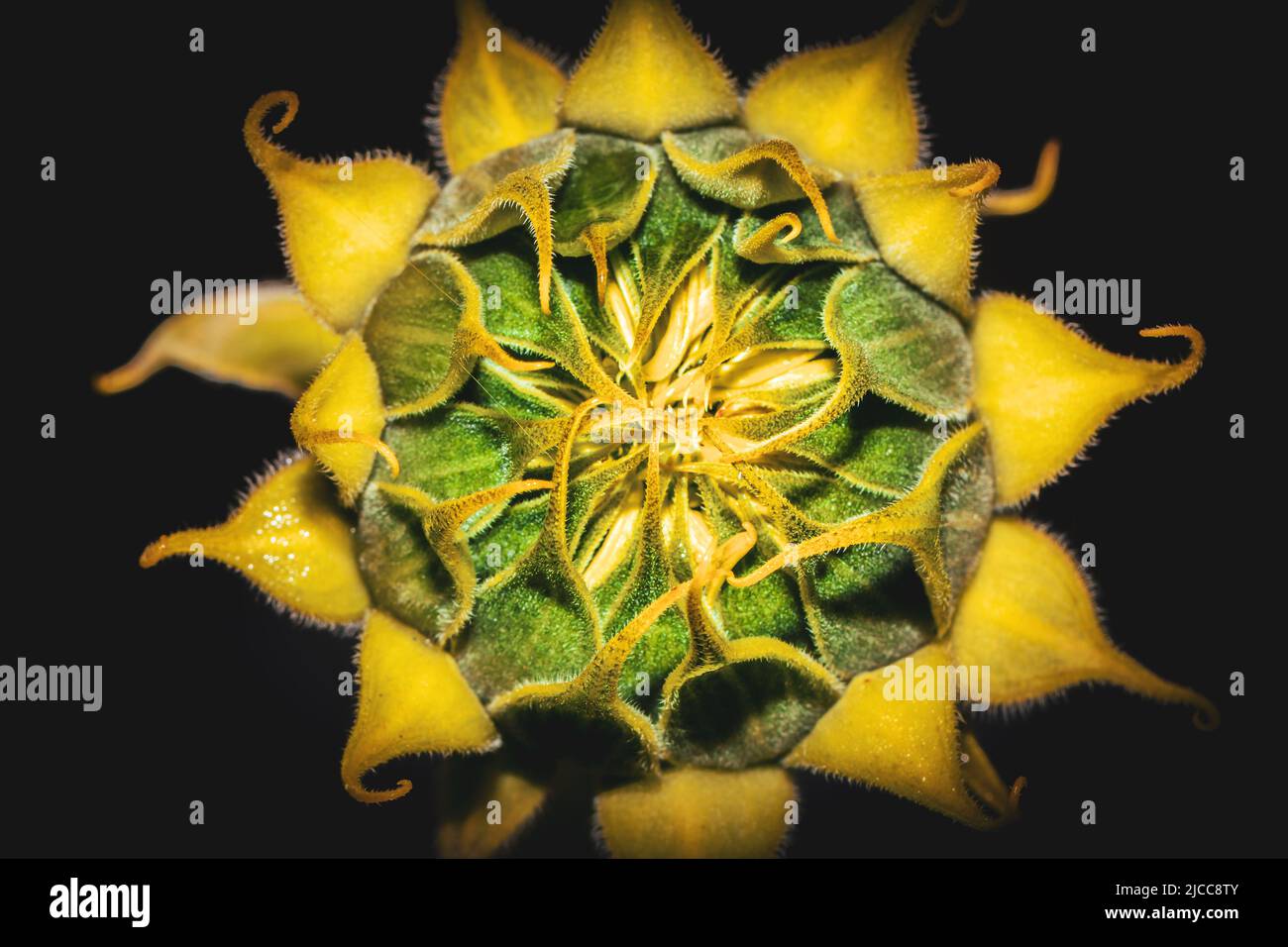 Yellow common sunflower (Helianthus annuus) plant, Uganda, Africa Stock