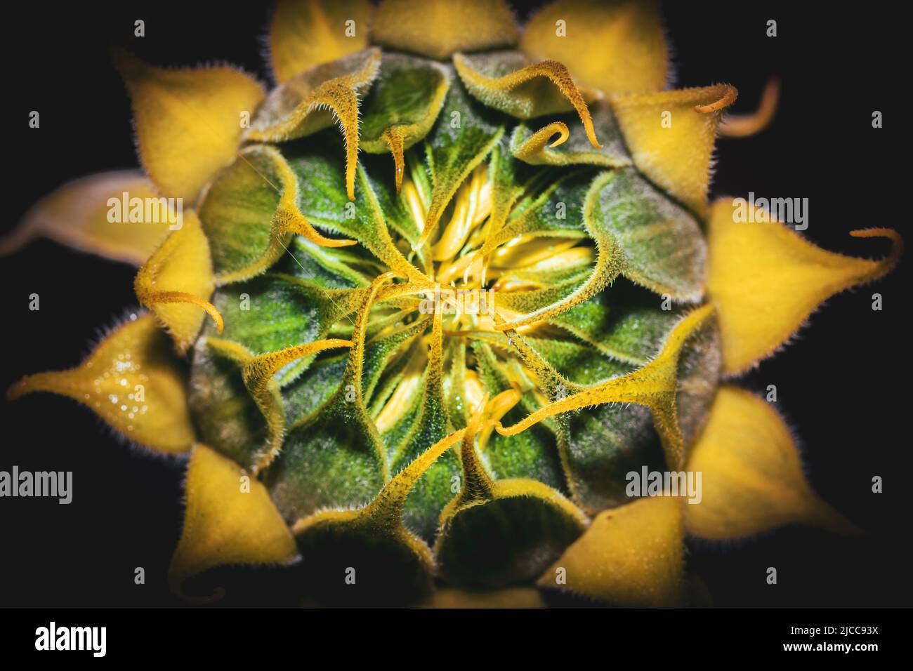 Yellow common sunflower (Helianthus annuus) plant, Uganda, Africa Stock