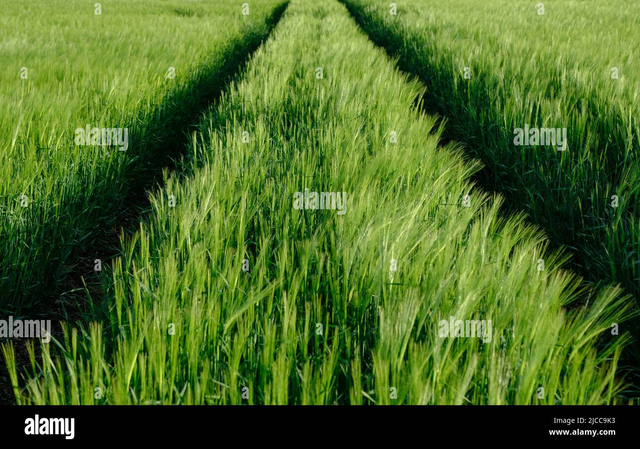 Farming Image Of Tire (Tyre) Tracks Through A Wheat Field Stock Photo