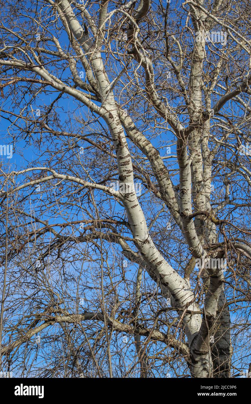 Bark and branche of the silver poplar latin name Populus alba in the Subotica Sand landscape of exceptional distinction, in northern Vojvodina, Serbia Stock Photo