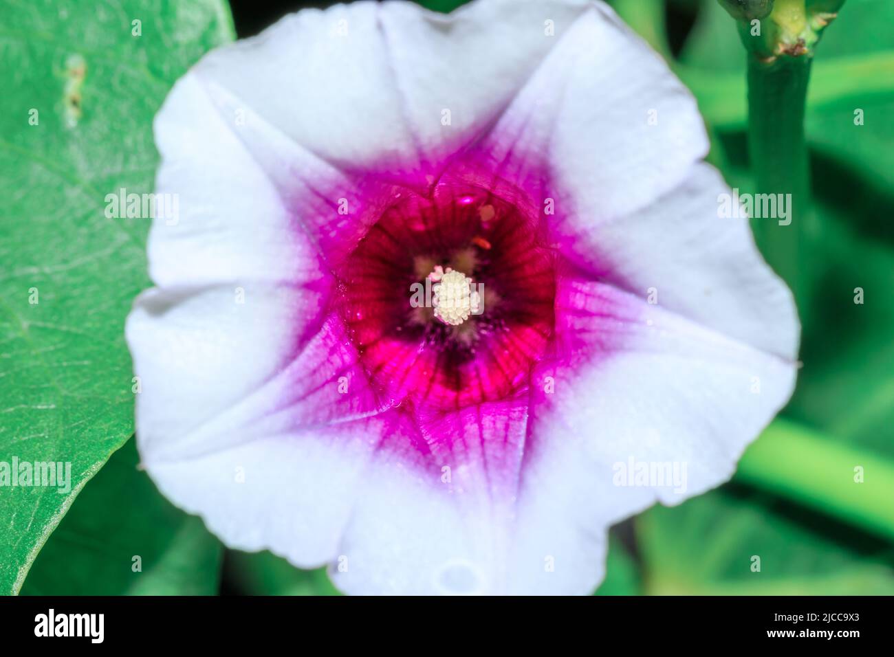 Sweet potato flower (Ipomoea batatas) growing in an agricultural field