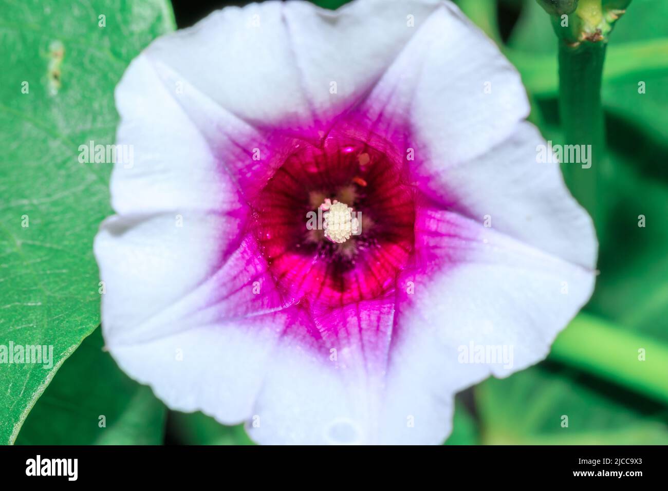 Sweet potato flower (Ipomoea batatas) growing in an agricultural field, Uganda, Africa Stock Photo