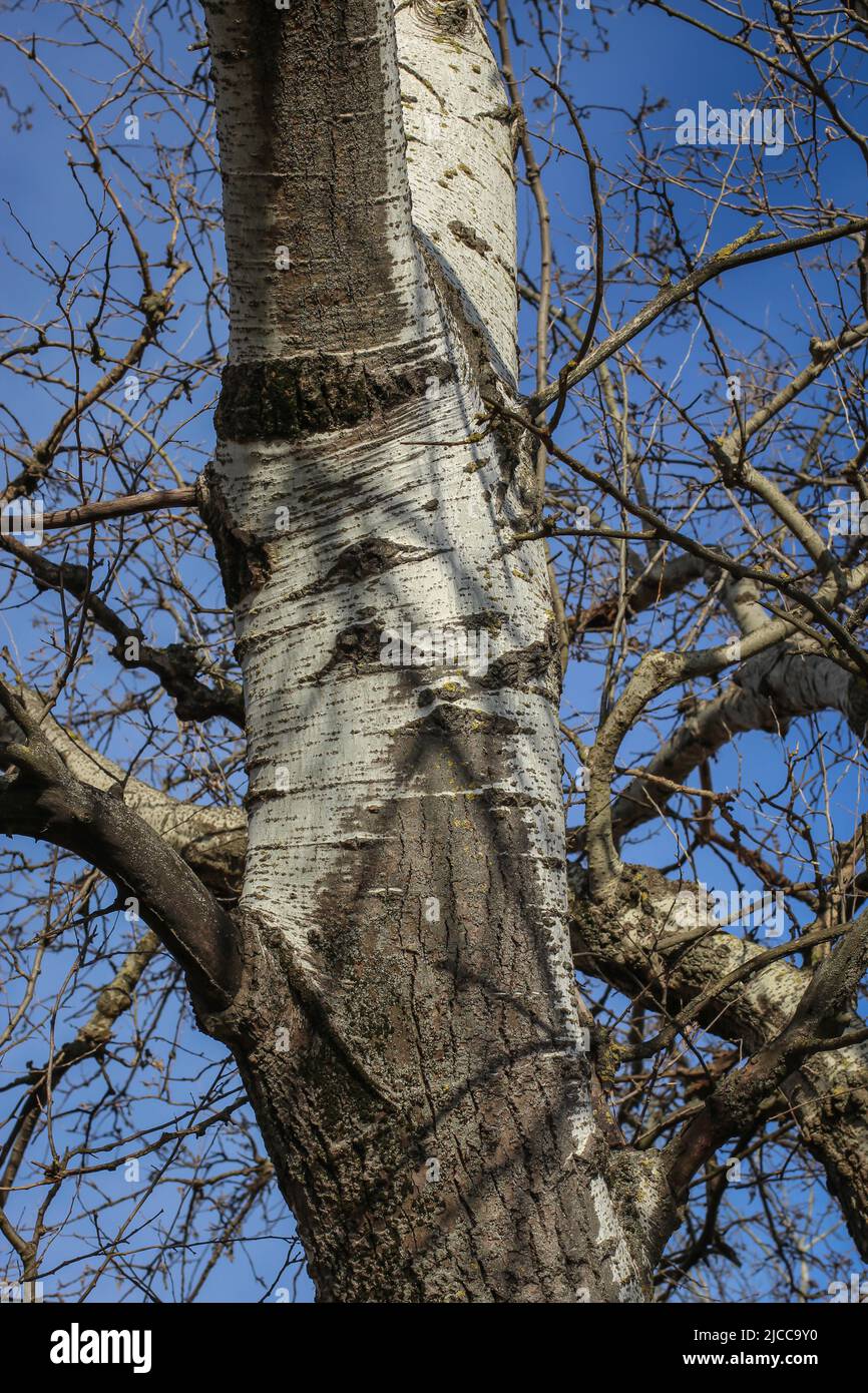 Bark and branche of the silver poplar latin name Populus alba in the Subotica Sand landscape of exceptional distinction, in northern Vojvodina, Serbia Stock Photo