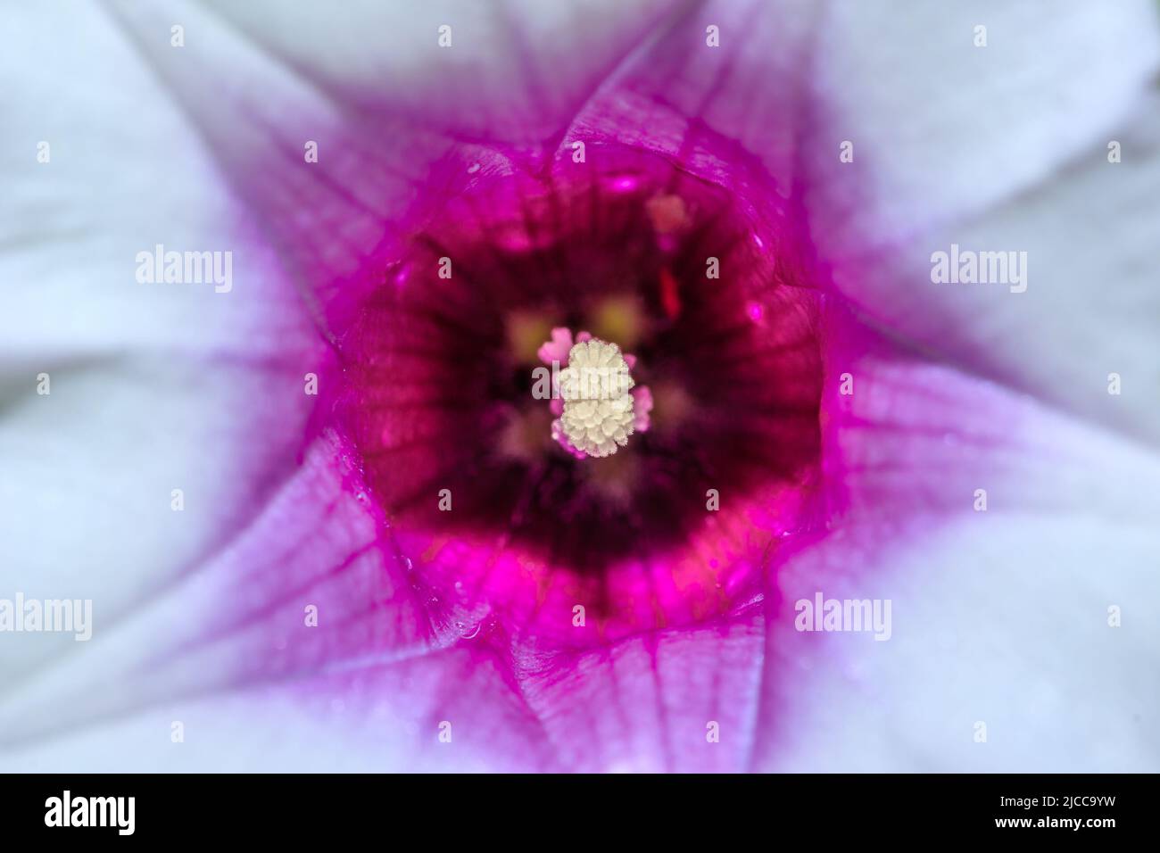 Sweet potato flower (Ipomoea batatas) growing in an agricultural field