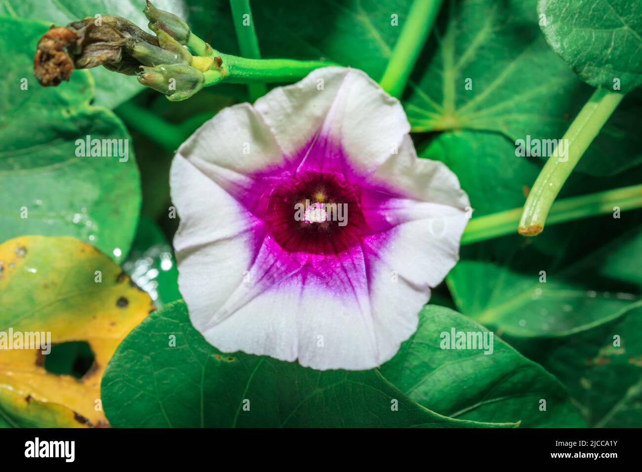 Sweet potato flower (Ipomoea batatas) growing in an agricultural field, Uganda, Africa Stock Photo