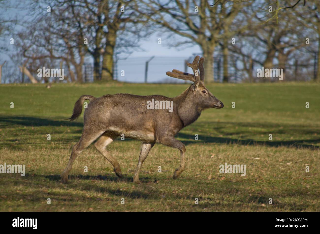 Young Red Deer at Woburn Deer Park in bedfordhire UK Stock Photo