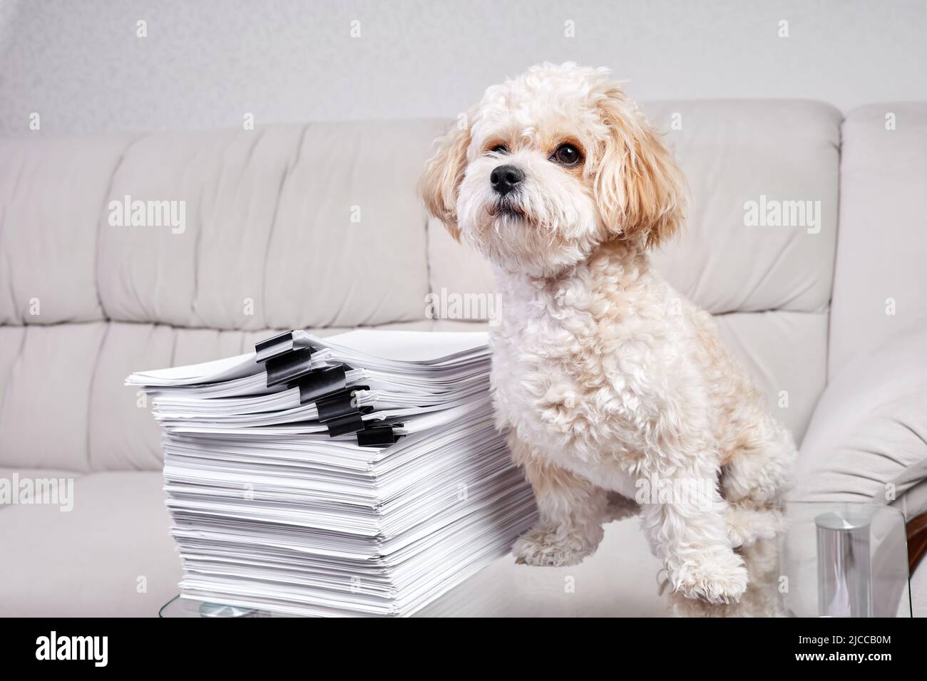 Maltipoo Puppy sits near a stack of office papers fastened with black binders Stock Photo