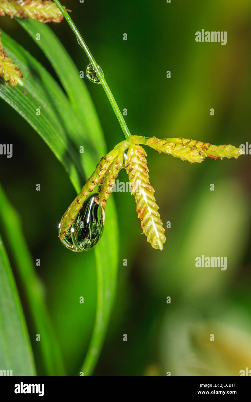 Rain drops on green vegetation in the early morning, Cape Town, South Africa Stock Photo