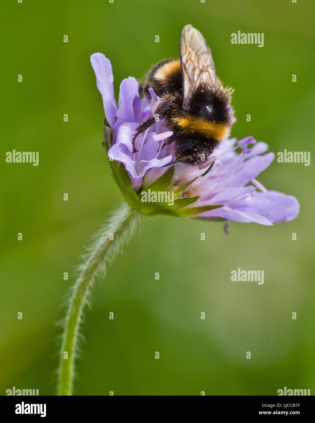 A bumblebee feeds on nectar from a pretty purple wildflower in the British spring Stock Photo