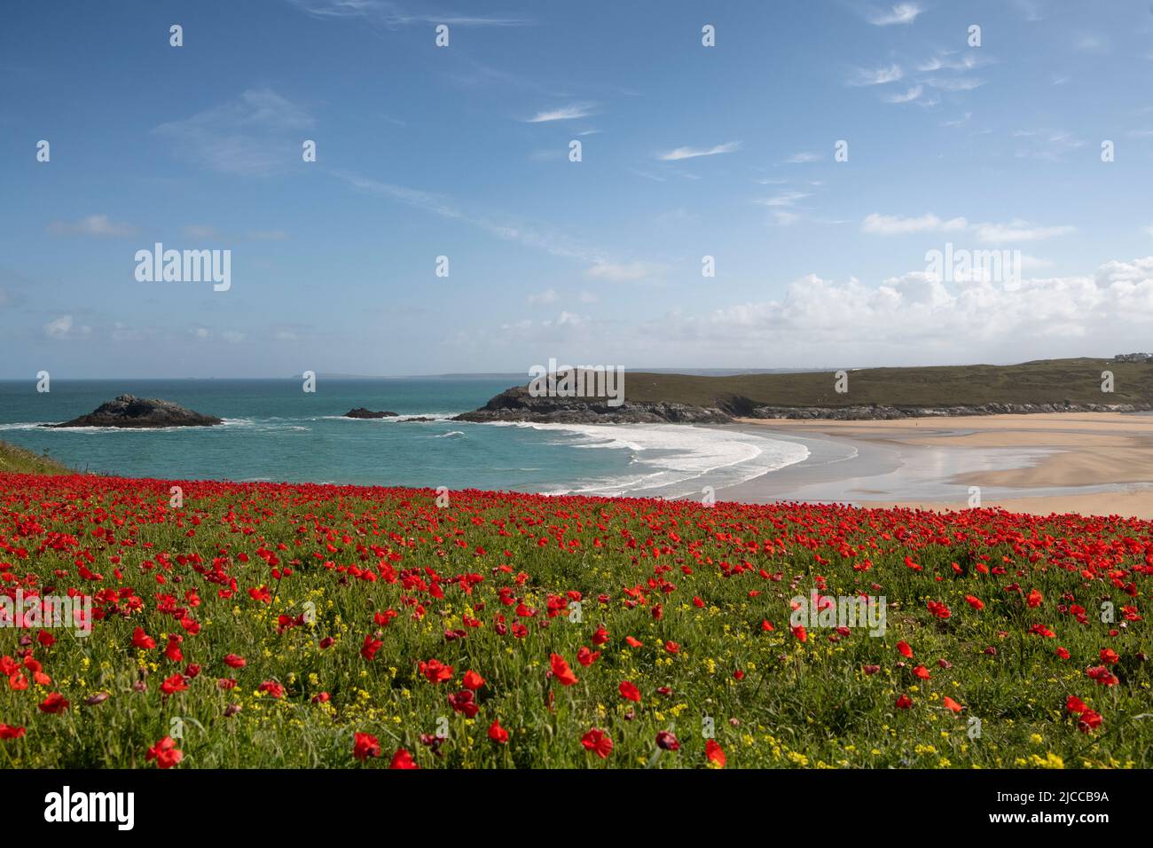 Weather in Cornwall Blues sky, fields of Red Poppies ,Red poppies, West Pentire Cornwall looking over, Holywell Bay, Crantock Beach and Poly joke beach wildflower meadow, poppies and marigolds Credit: kathleen white/Alamy Live News Stock Photo