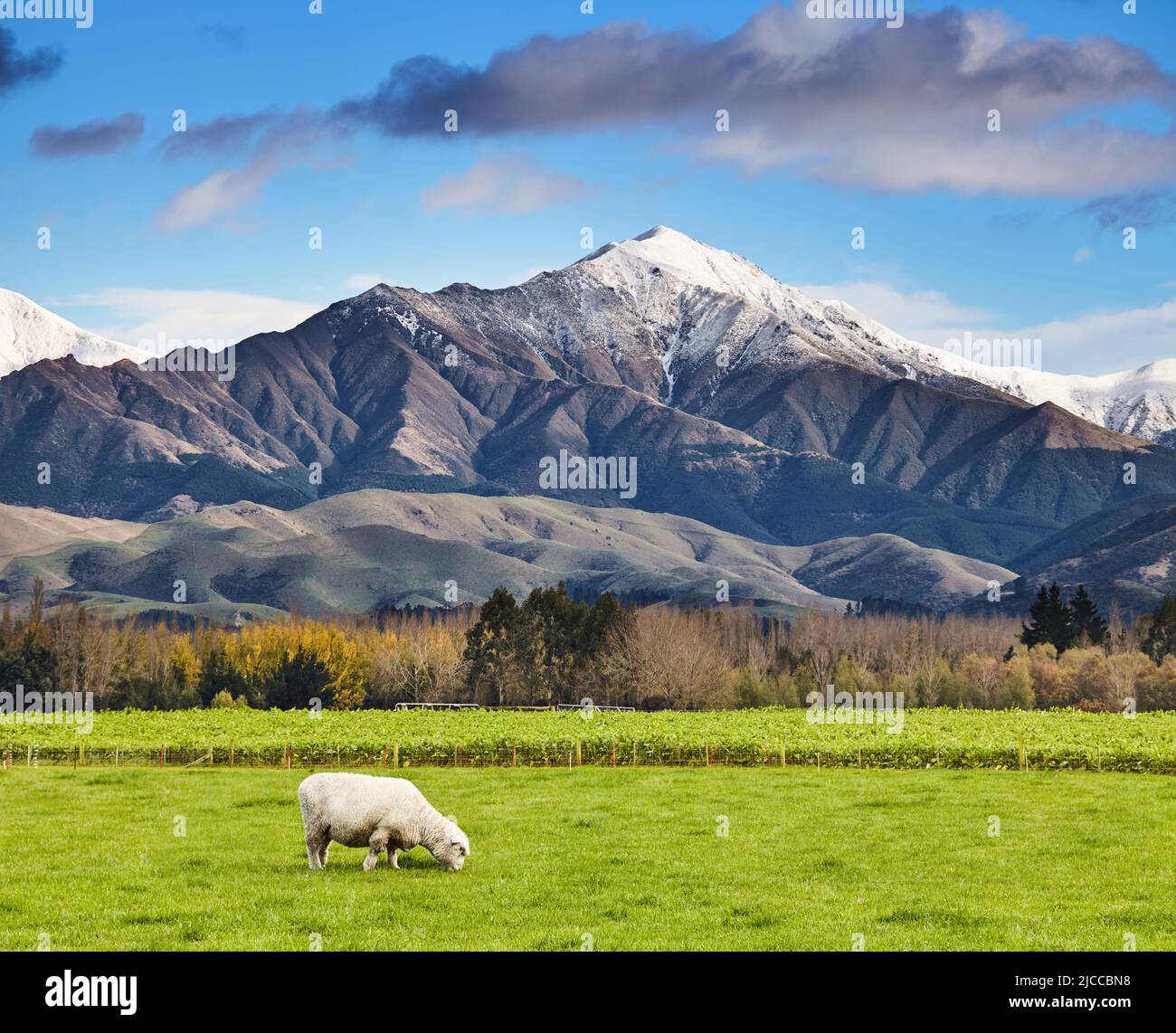 Landscape with snowy mountain and green field with grazing sheep, South