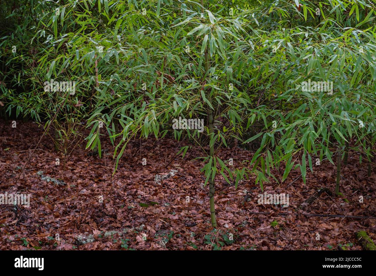 Golden bamboo (Phyllostachys aurea) invasive plant in Galicia, Spain