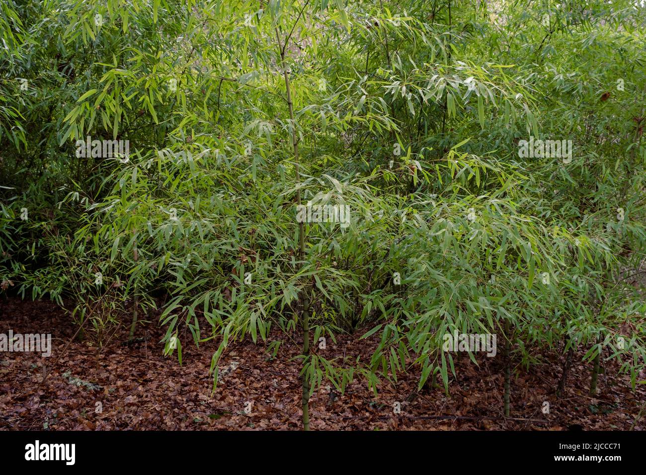 Golden bamboo (Phyllostachys aurea) invasive plant in Galicia, Spain