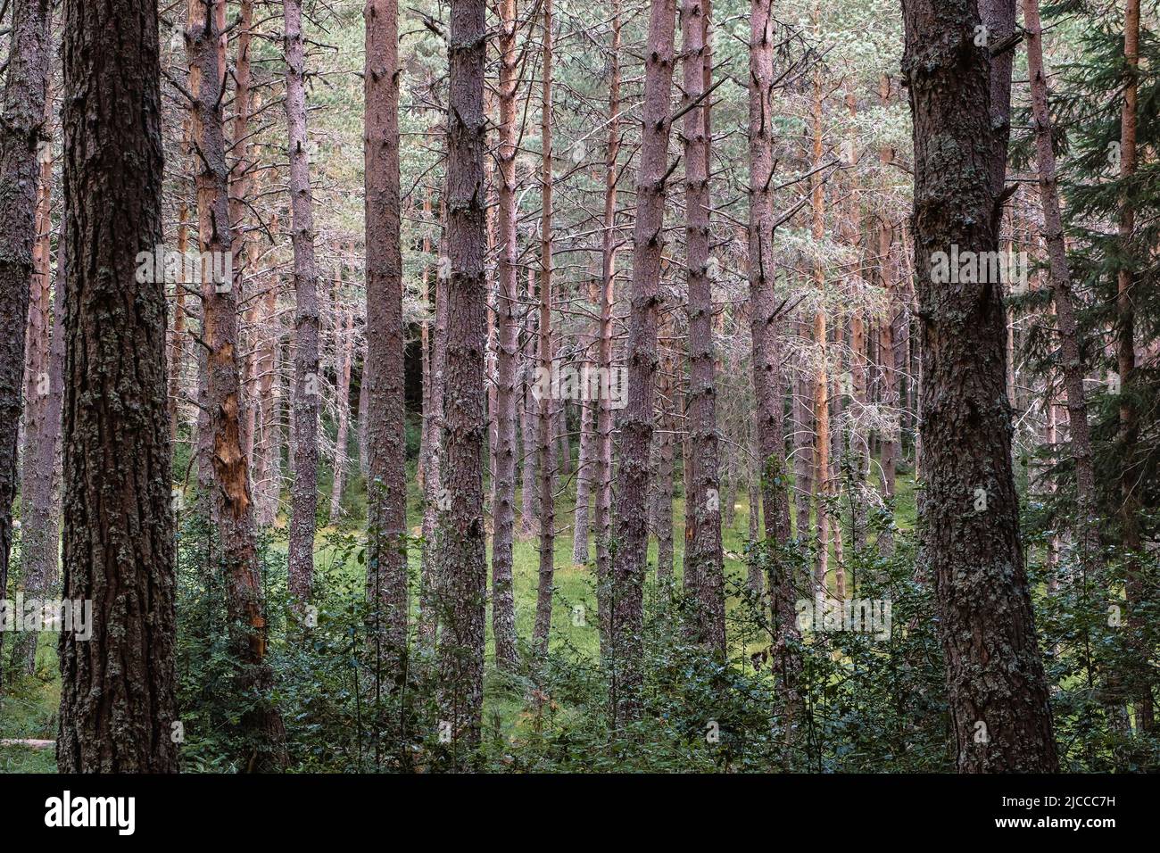Scots pine (Pinus sylvestris) forest in the Pyrenees, Spain Stock Photo