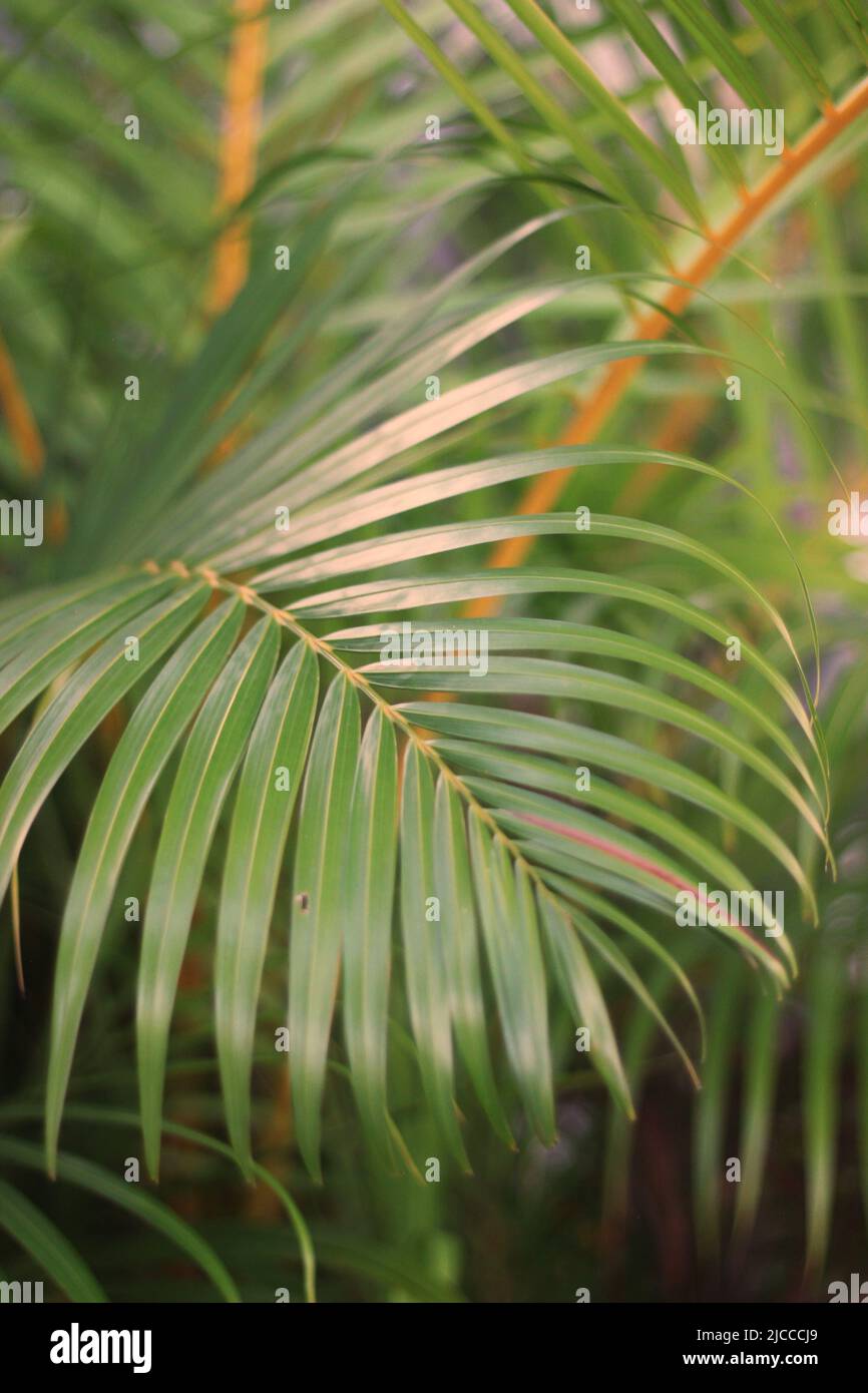 Tropical palm trees growing in the sunny meadow Stock Photo Alamy
