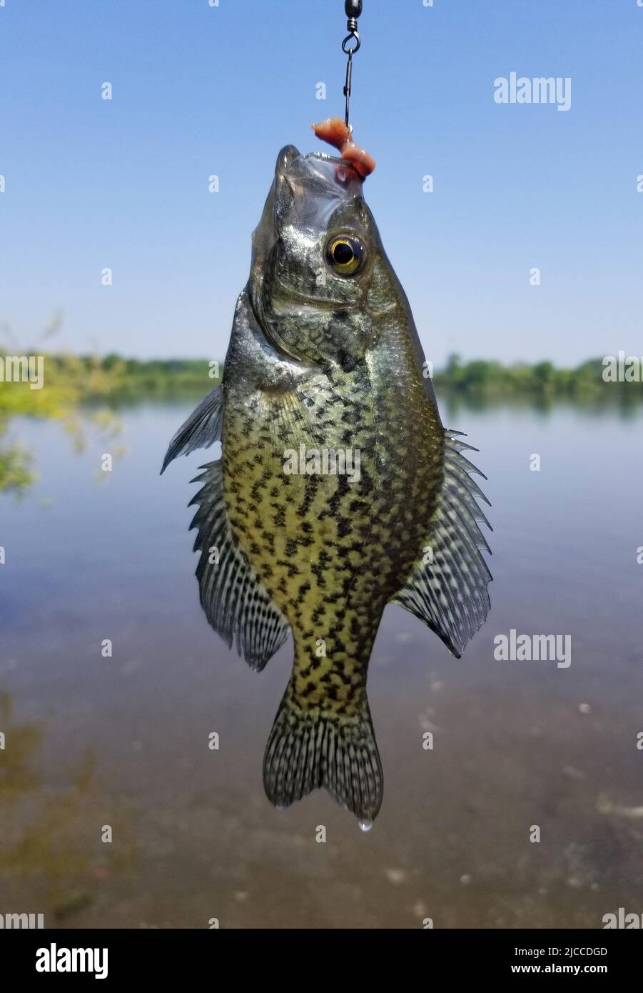 A beautiful crappie on a hook with worms Stock Photo