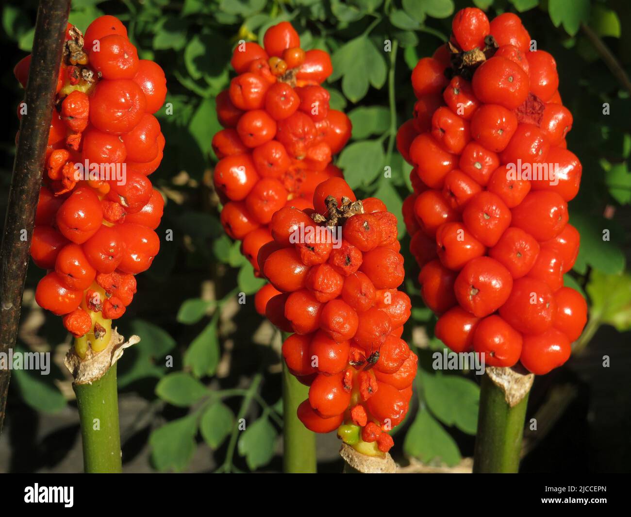 Close up of Arum Italicum ORANGE also known as (Lords & Ladies Bareroot Rhizome) plant in late summer Stock Photo