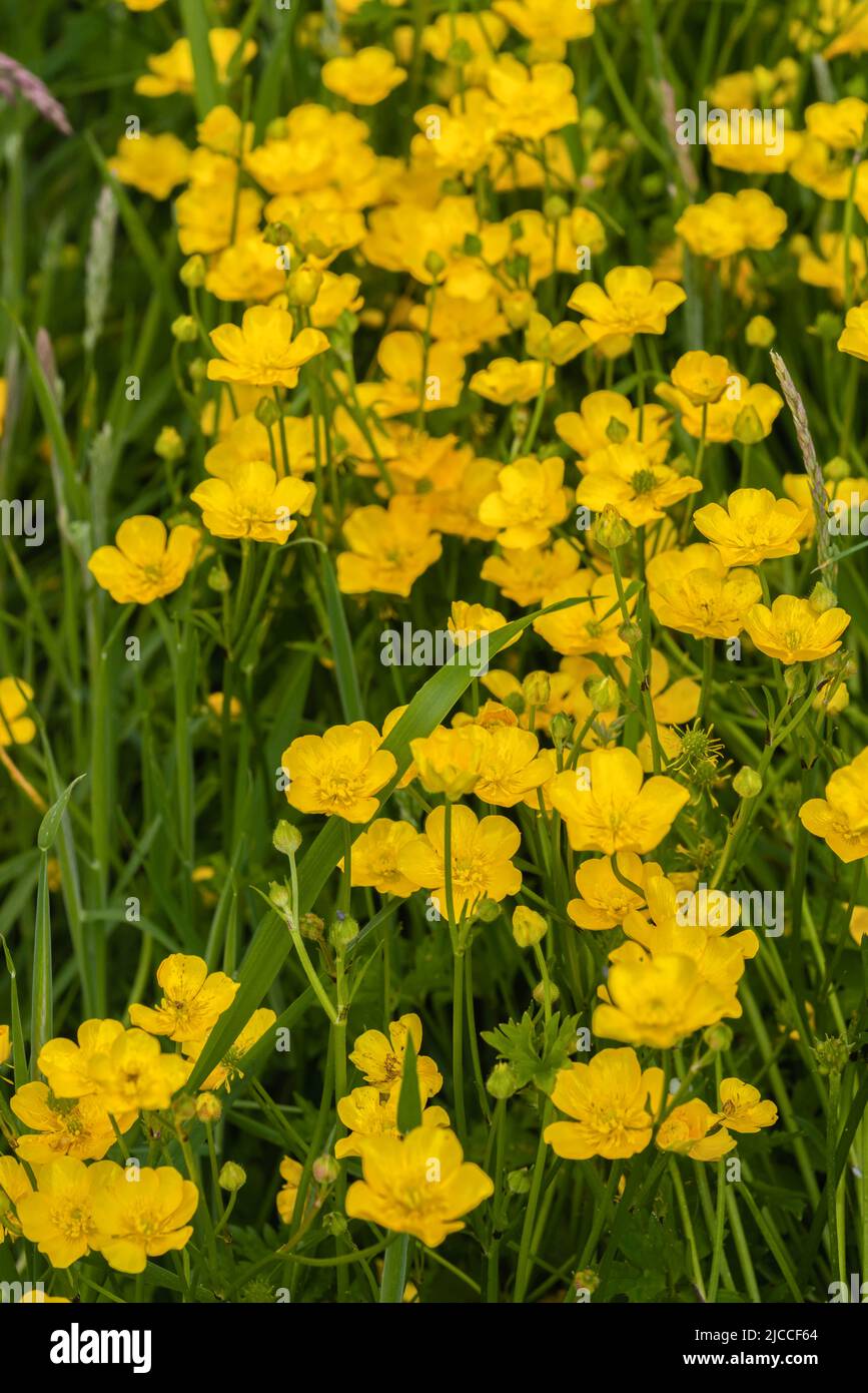Bulbous buttercup (Ranunculus bulbosus) yellow wildflower on a grassland in the South of England during spring, UK Stock Photo