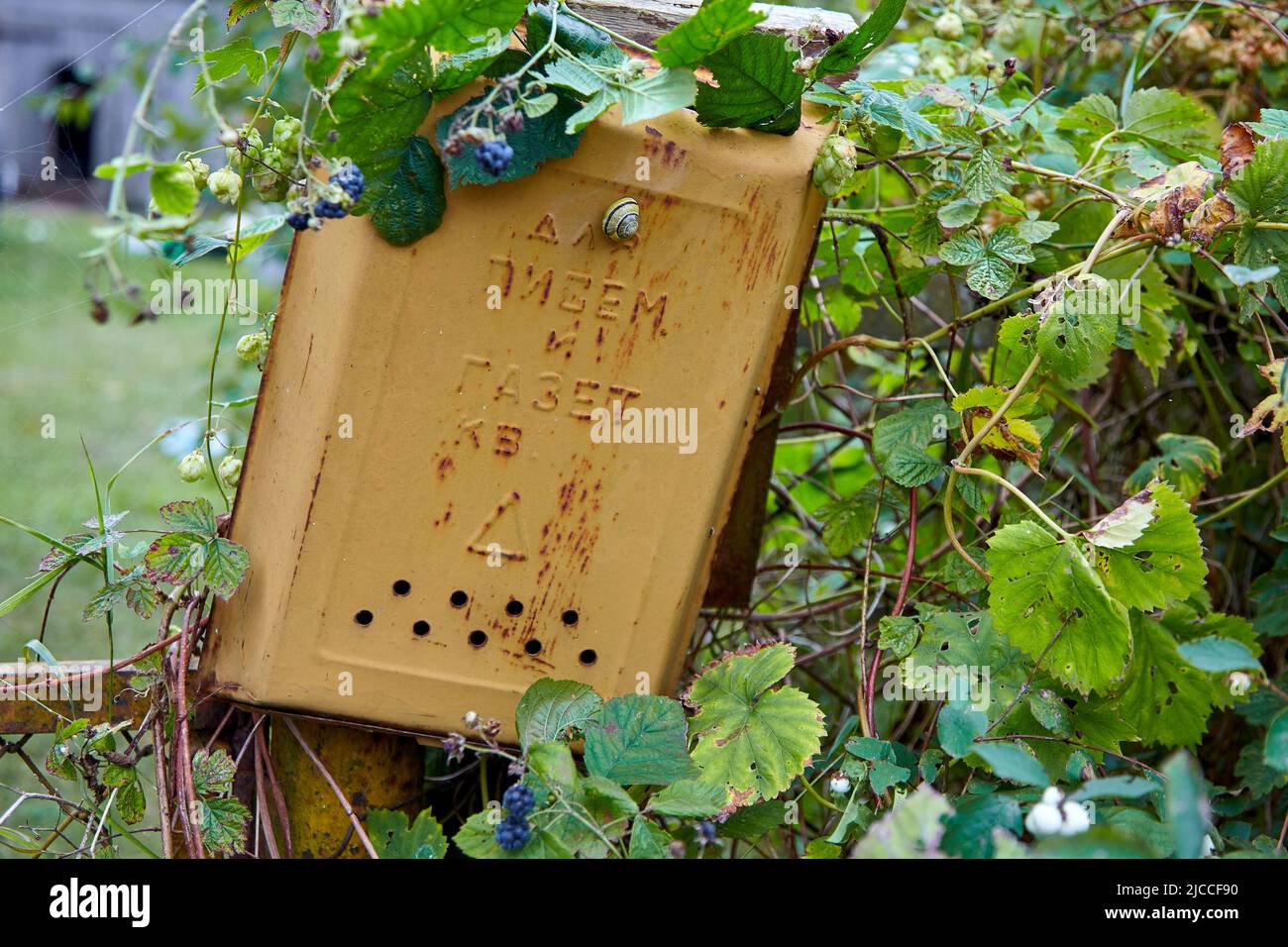 Old yellow mailbox with a crawling snail in the bramble bushes. Selective focus Stock Photo