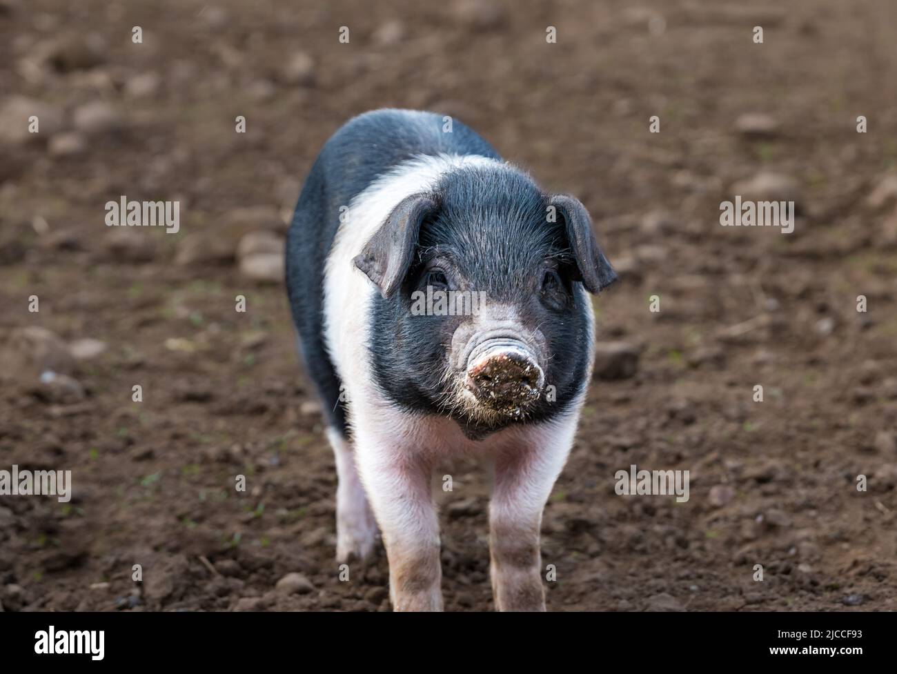 Pedigree Saddleback piglet, East Fortune Farm, East Lothian, Scotland, UK Stock Photo