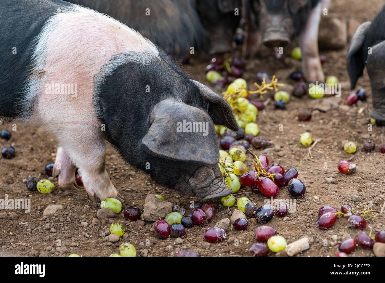 Pedigree Saddleback piglets feeding on grapes, East Fortune Farm, East Lothian, Scotland, UK Stock Photo