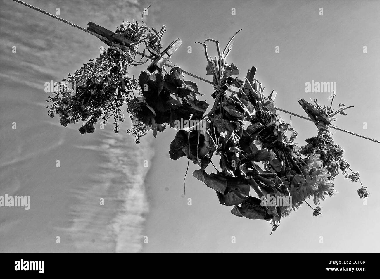 Photo healing herbs,plants, herbs Stock Photo Alamy