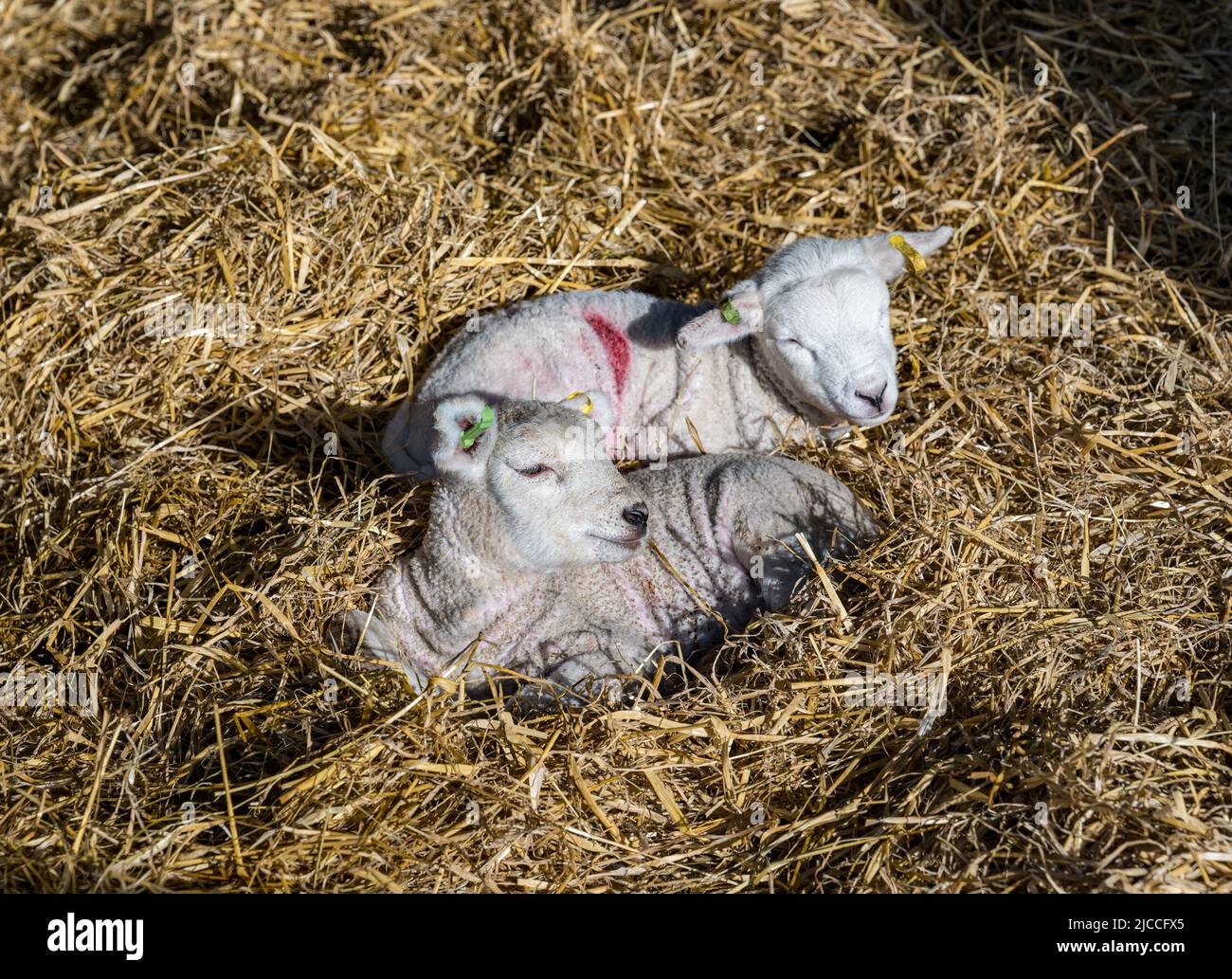 Cute newborn Lleyn lambs sleeping in hay in lambing shed, East Fortune Farm, East Lothian, Scotland, UK Stock Photo