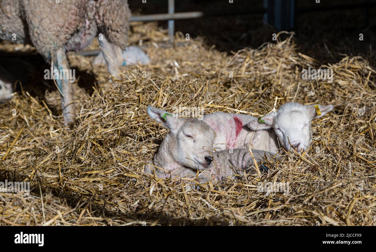 Cute newborn Lleyn lambs sleeping in hay in lambing shed, East Fortune Farm, East Lothian, Scotland, UK Stock Photo