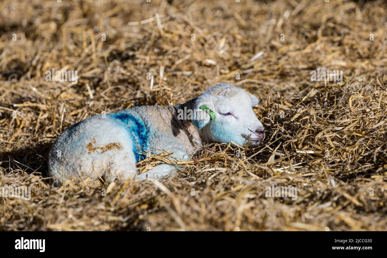 Cute newborn Lleyn lamb in hay in lambing shed, East Fortune Farm, East Lothian, Scotland, UK Stock Photo