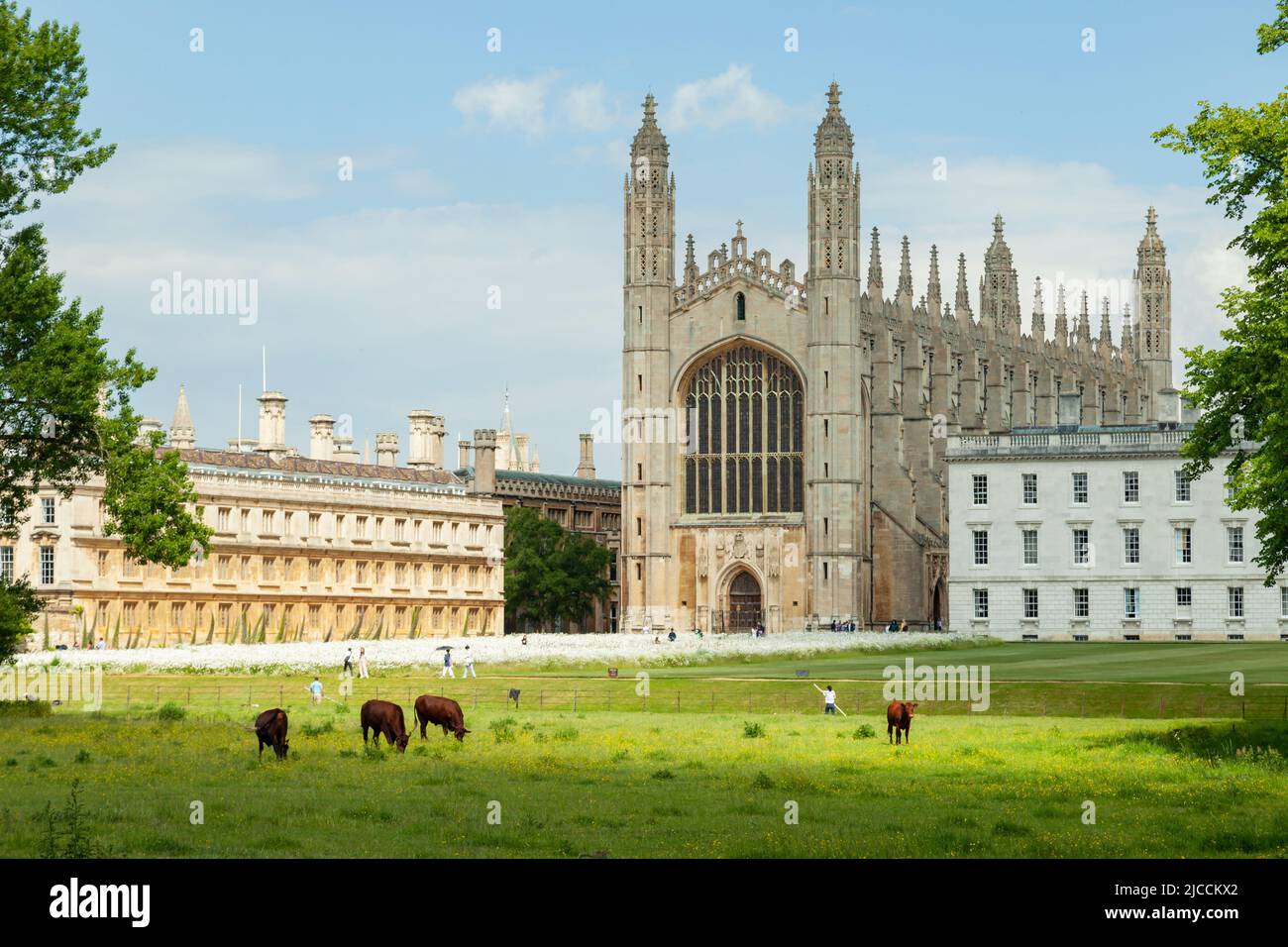 King's College in Cambridge seen from the Backs on a spring afternoon, Cambridgeshire, England. Stock Photo
