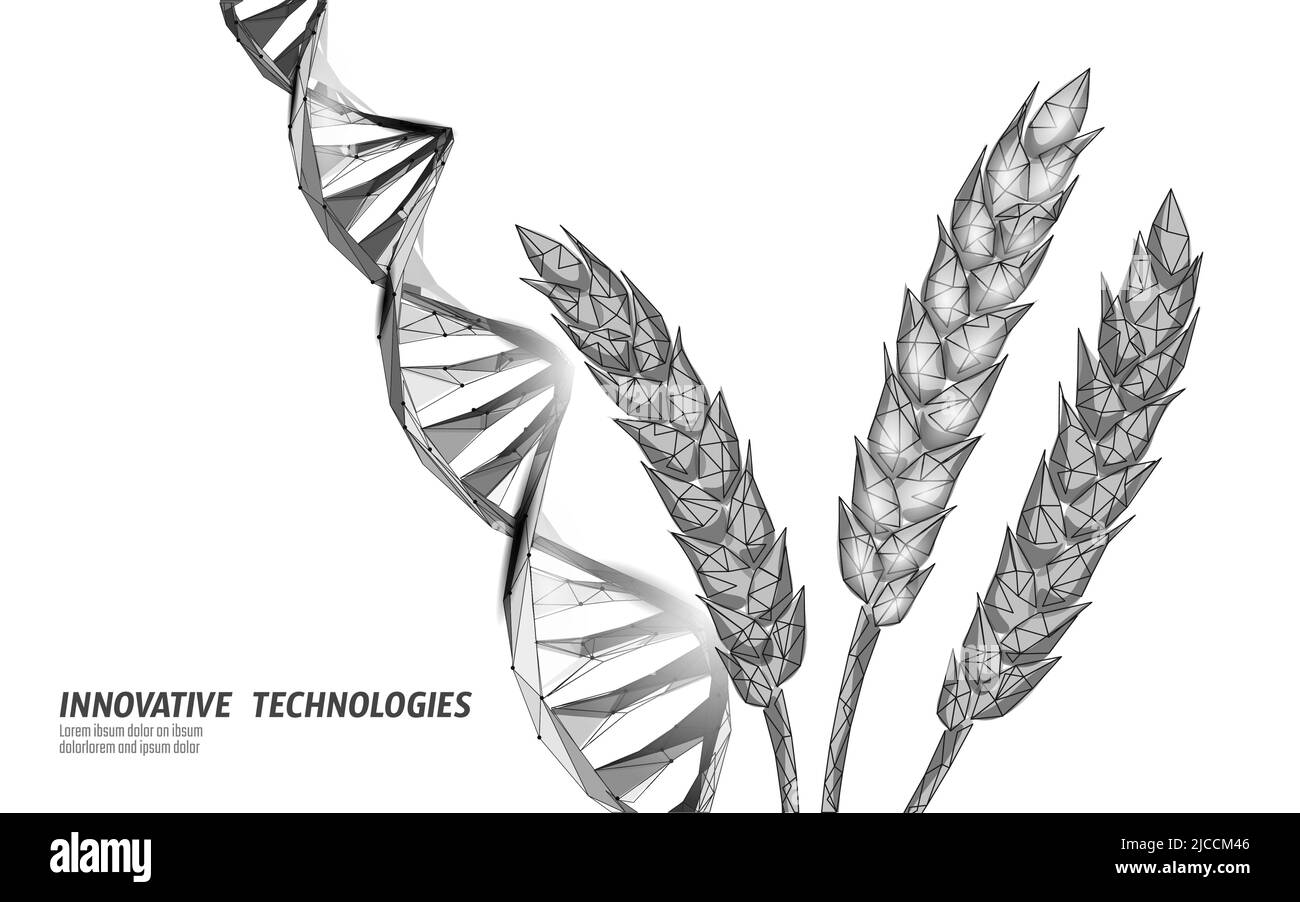 GMO wheat gene modified plant. Science chemistry biology genetics engineering innovation organic eco food technology 3D render banner vector Stock Vector