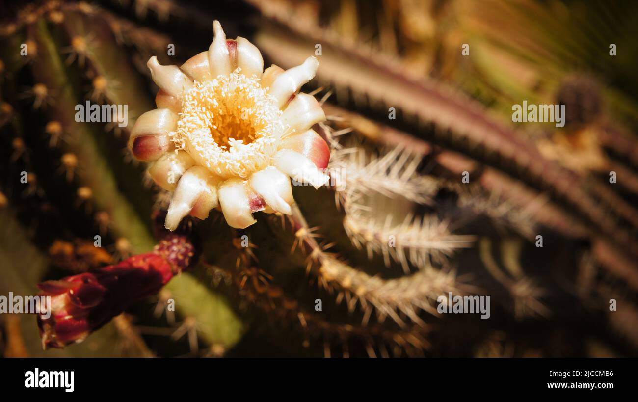 Beautiful flower exotic tropical blooming cactus Stock Photo
