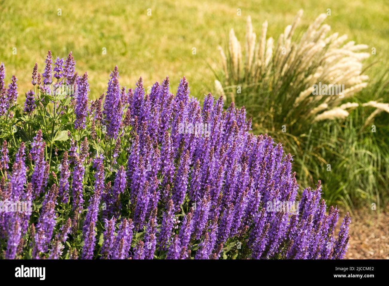 Salvia nemorosa Blue Hill, Salvia, Clump, Grasses, Blue, Garden, June, Plants Stock Photo