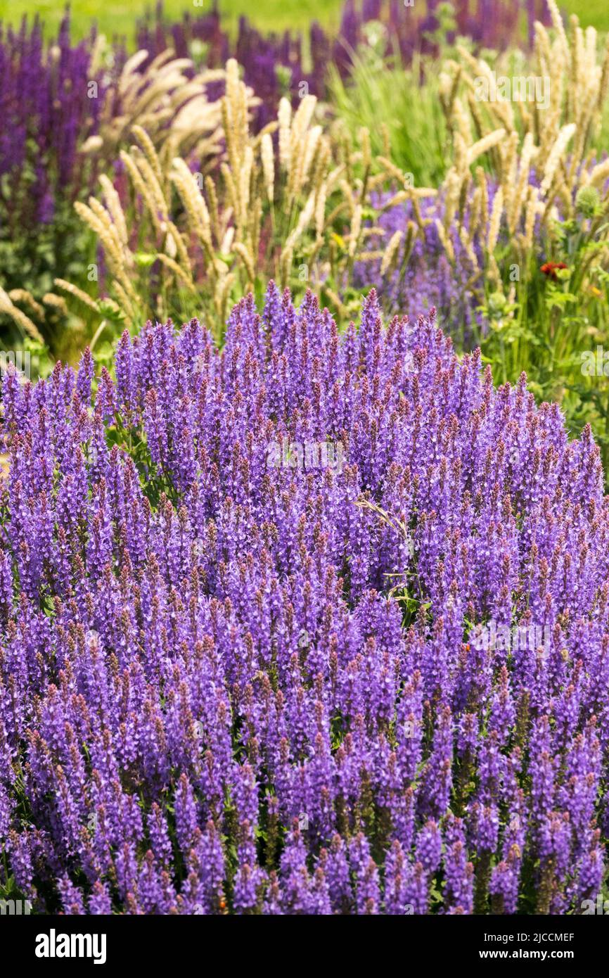 Beautiful Blue, Garden, June, Flowers, Meadow Sage, Salvia 'Blue Hill', Mixed, Grasses, Salvia Stock Photo