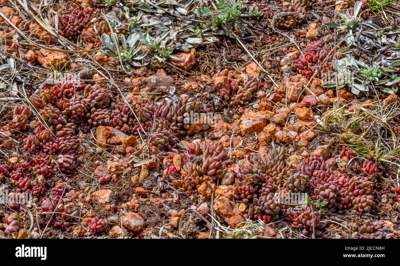 Mountain vegetation on the snowcovered slope of the Pikes Peak