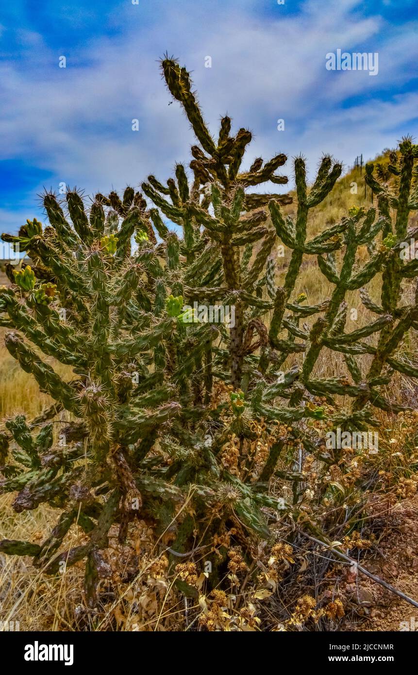 Desert succulents, cacti, prickly pear (Cylindropuntia and Opuntia sp