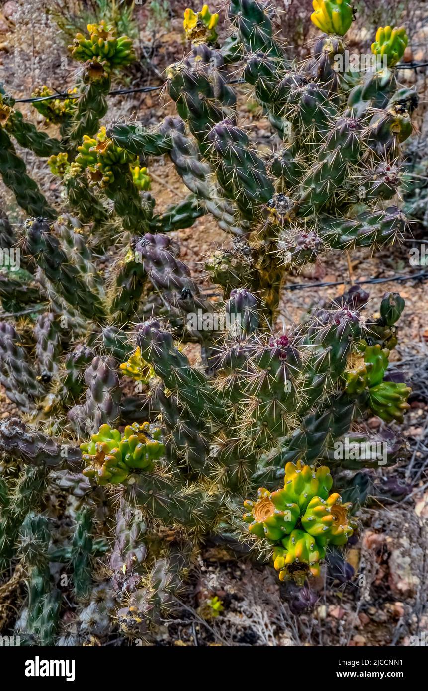 Desert succulents, cacti, prickly pear (Cylindropuntia and Opuntia sp.) and yucca on a hillside