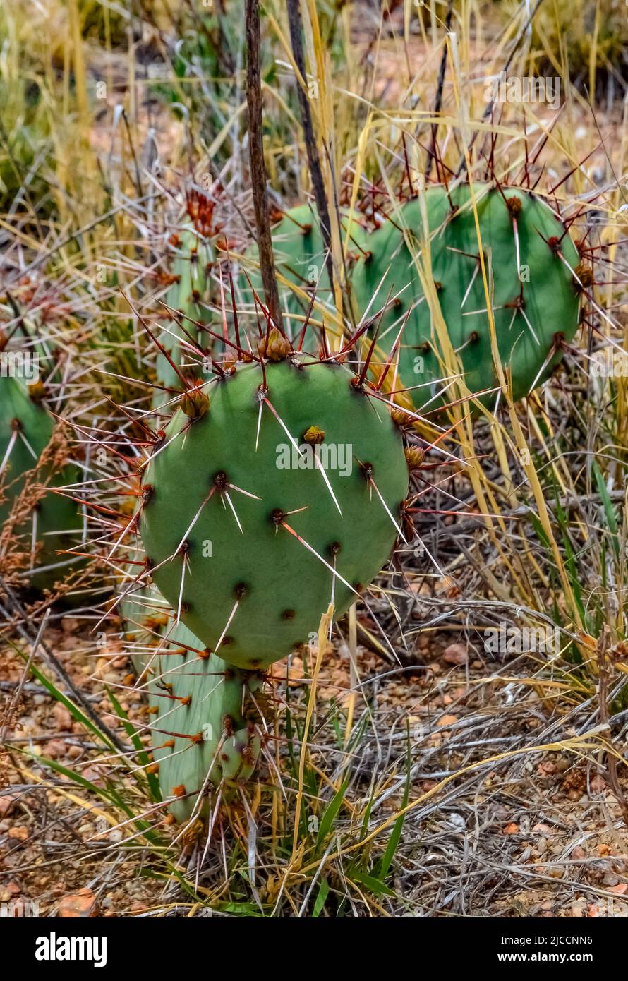 Desert succulents, cacti, prickly pear (Cylindropuntia and Opuntia sp.) and yucca on a hillside