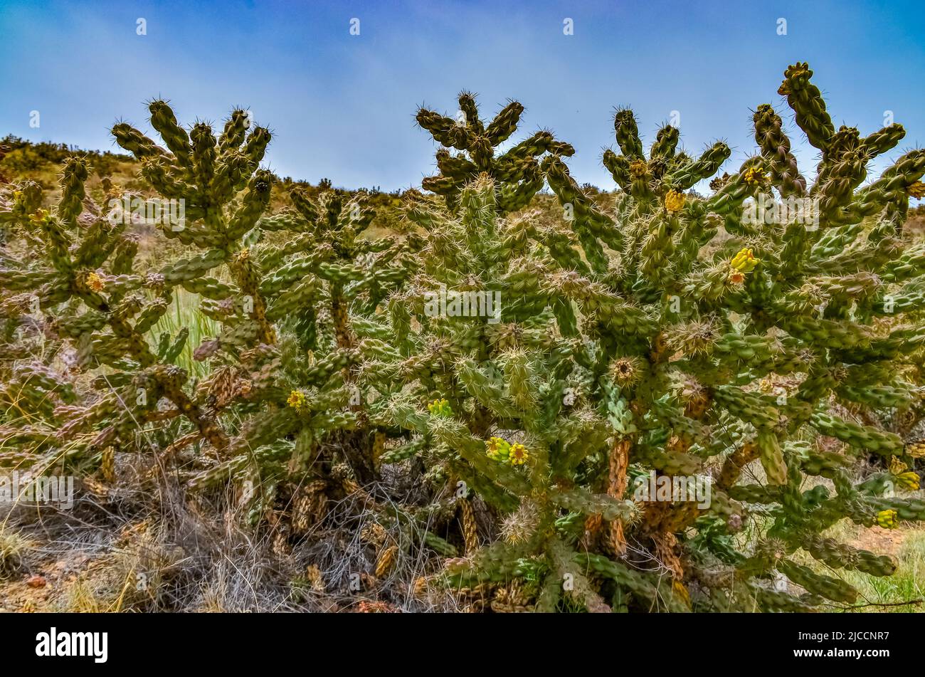 Desert succulents, cacti, prickly pear (Cylindropuntia and Opuntia sp.) and yucca on a hillside