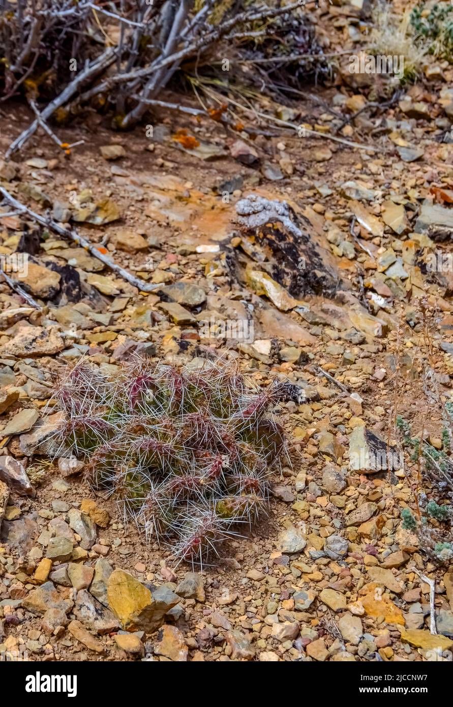 Desert succulents, cacti, prickly pear (Cylindropuntia and Opuntia sp.) and yucca on a hillside