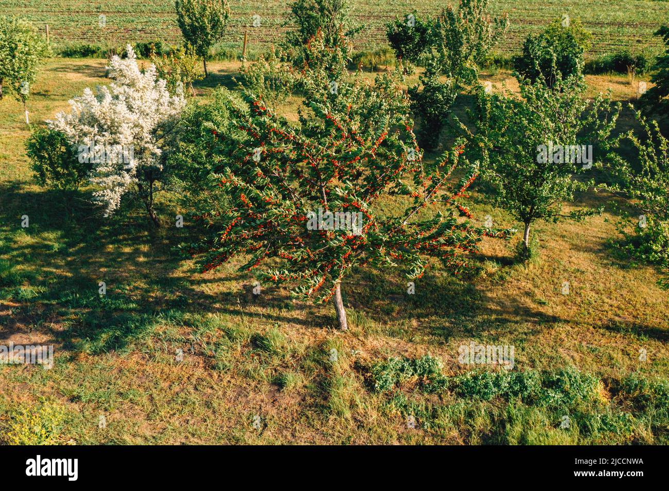 Sweet cherry fruit tree in orchard, high angle aerial view from drone pov on sunny spring day Stock Photo