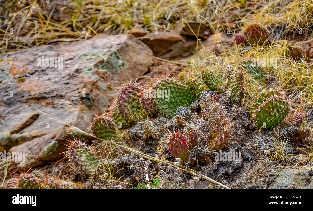 Desert succulents, cacti, prickly pear (Cylindropuntia and Opuntia sp.) and yucca on a hillside