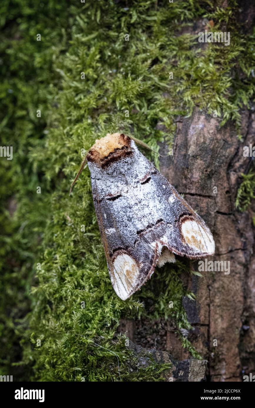 Buff-tip Moth Stock Photo