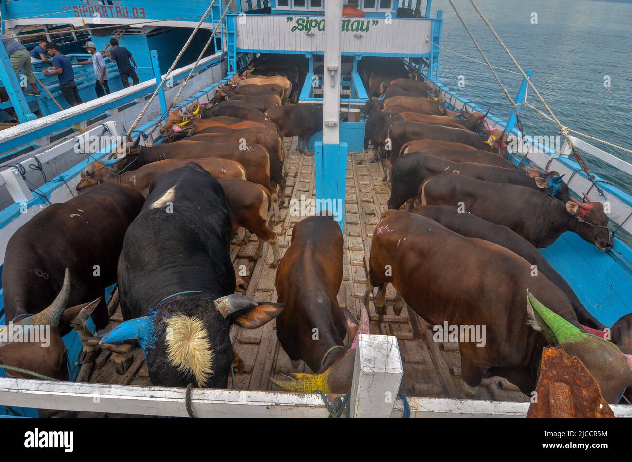 Ahead of Eid alAdha in 2022, hundreds of cattle from Central Sulawesi were sent by sea to