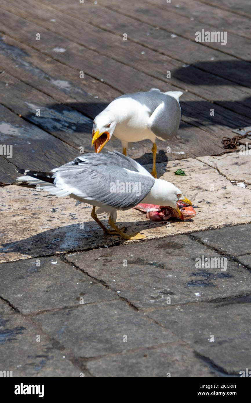 Seagulls fighting for a red mullet on the pavement near the coast Stock Photo