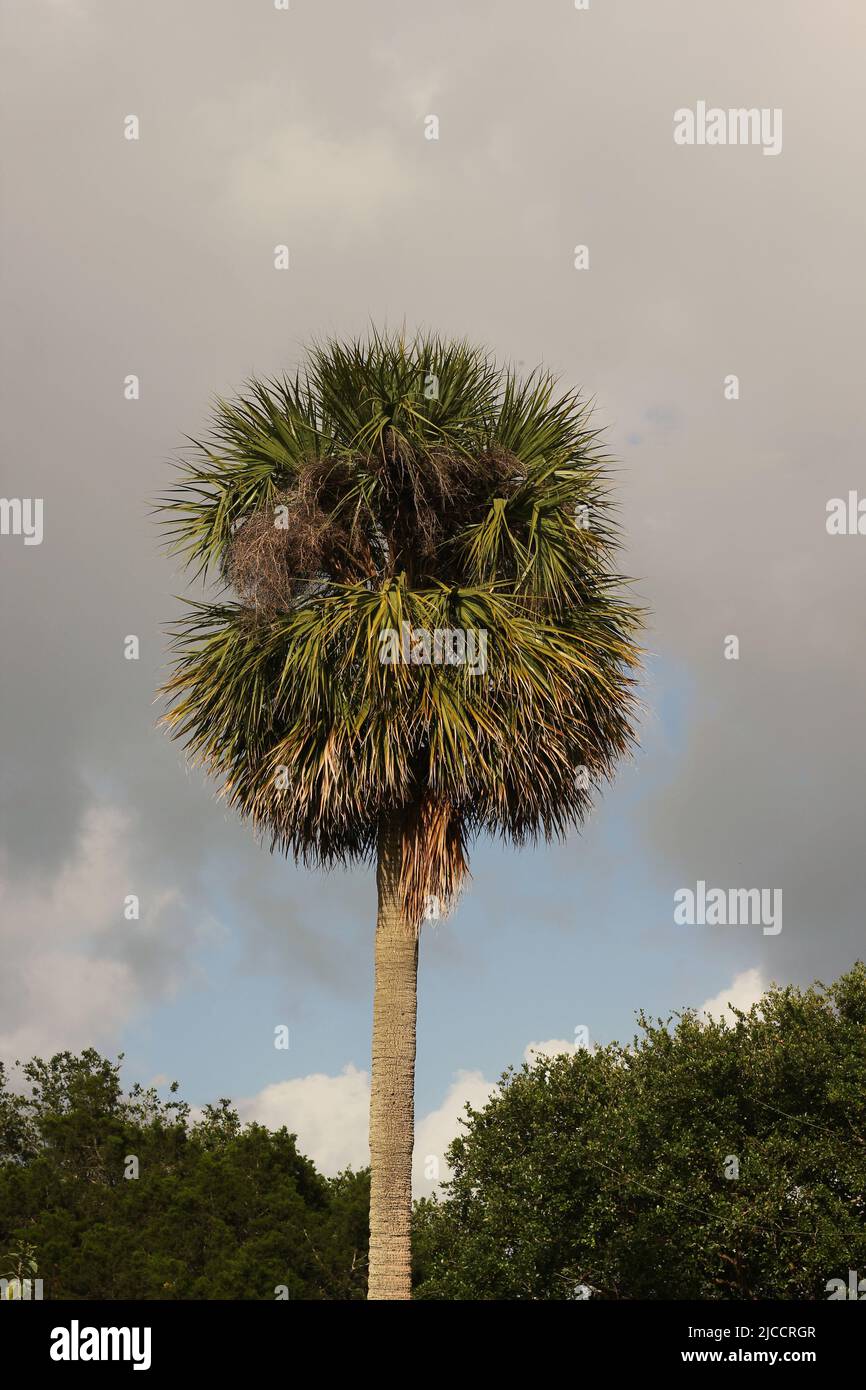 A beautiful lush green tropical palm tree growing against the moody sky