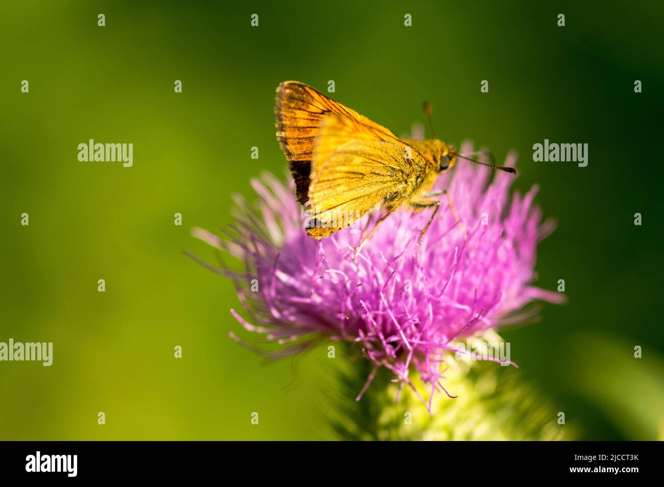 close-up of a butterfly of the genus Brown Skipper (Thymelicus indet) on a lilac colored thistle flower Stock Photo